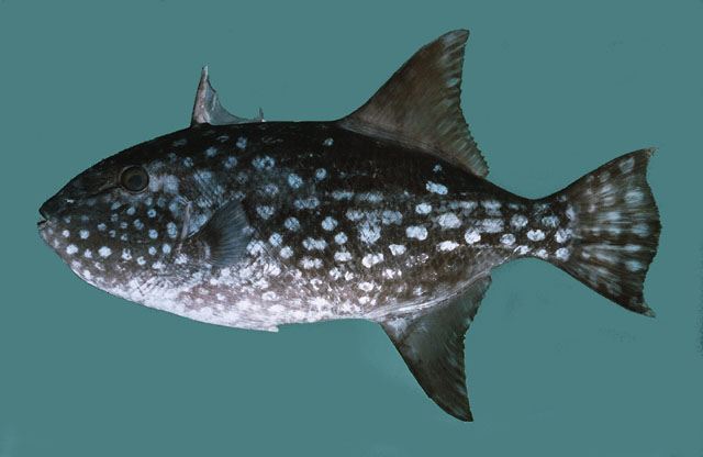 ปลาวัวน้ำลึก
Canthidermis maculata   (Bloch, 1786)  
Ocean triggerfish  
ขนาด 50 cm
