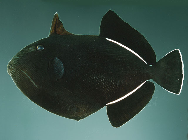 ปลาวัวขอบครีบขาว
Melichthys indicus   Randall & Klausewitz, 1973  
Indian triggerfish  
ขนาด25cm
