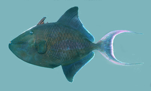 ปลาวัวดำ
Odonus niger   (Rüppell, 1836)  
Red-toothed triggerfish  
ขนาด40cm
