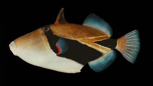 ปลาวัวหางลิ่ม
Rhinecanthus rectangulus   (Bloch & Schneider, 1801)  
Wedge-tail triggerfish  
ขนา
