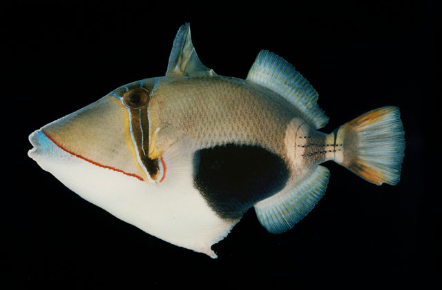ปลาวัวลายท้องดำ
Rhinecanthus verrucosus   (Linnaeus, 1758)  
Blackbelly triggerfish  
ขนาด25cm
