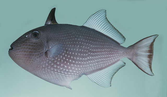 ปลาวัวน้ำเงิน
Xanthichthys auromarginatus   (Bennett, 1832)  
Gilded triggerfish  
ขนาด30cm
เป็น