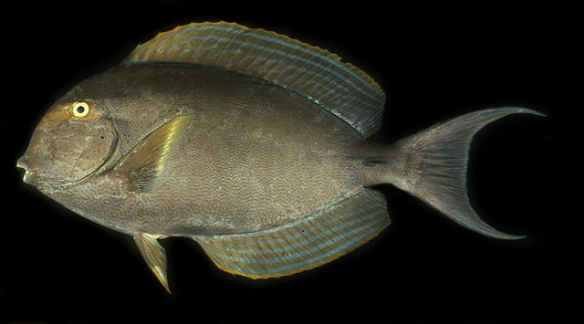 ปลาขี้ตังเบ็ดหางเหลือง
Acanthurus xanthopterus   Valenciennes, 1835  
Yellowfin surgeonfish 
ขนาด