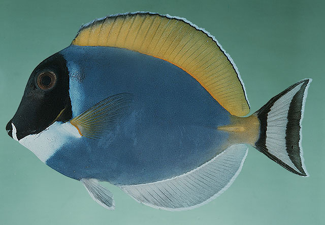 ปลาขี้ตังเบ็ดฟ้า
Acanthurus leucosternon   Bennett, 1833  
Powderblue surgeonfish  
ขนาด25cm
พบต