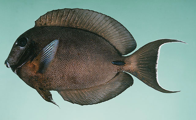 ปลาขี้ตังเบ็ดแปลงหน้าขาว
Acanthurus tristis   Randall, 1993  
Indian Ocean mimic surgeonfish  
ขน