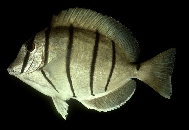 ปลาขี้ตังเบ็ดลายเสือ
Acanthurus triostegus   (Linnaeus, 1758)  
Convict surgeonfish  
ขนาด25cm
พ