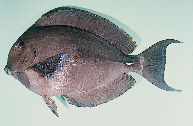ปลาขี้ตังเบ็ดปากขาว
Acanthurus leucocheilus   Herre, 1927  
Palelipped surgeonfish  
ขนาด30cm
พบ