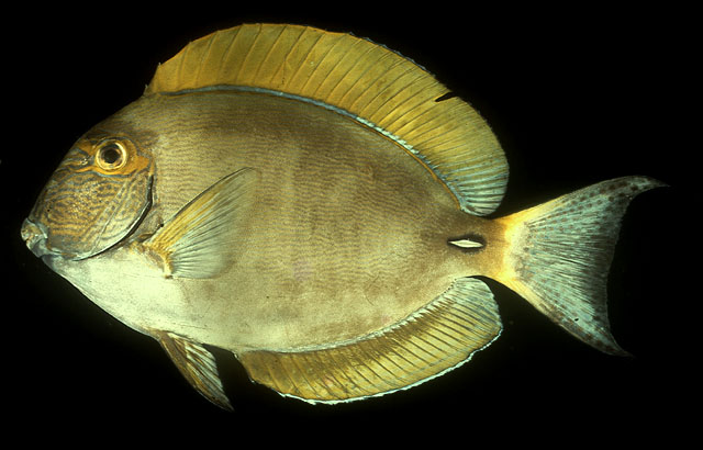 ปลาขี้ตังเบ็ดหน้าลาย
Acanthurus dussumieri   Valenciennes, 1835  
Eyestripe surgeonfish  
ขนาด54c
