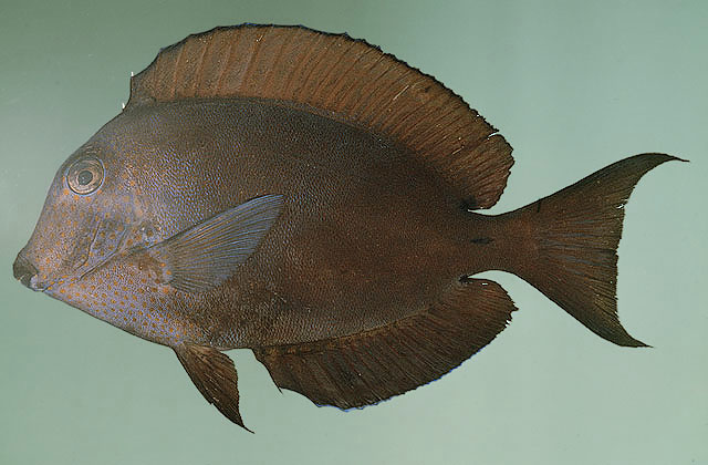 ปลาขี้ตังเบ็ดน้ำตาล
Acanthurus nigrofuscus   (Forsskål, 1775)  
Brown surgeonfish  
ขนาด20c