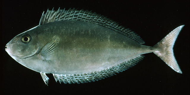 ปลายูนิคอร์นหนามเดียว
Naso thynnoides   (Cuvier, 1829)  
Oneknife unicornfish  
ขนาด60cm
