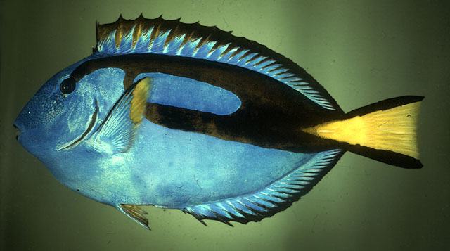 ปลาขี้ตังเบ็ดน้ำเงิน
Paracanthurus hepatus   (Linnaeus, 1766)  
Palette surgeonfish 
ขนาด35cm
น่