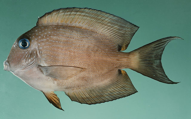 Ctenochaetus binotatus   Randall, 1955  
Twospot surgeonfish  
ขนาด25cm