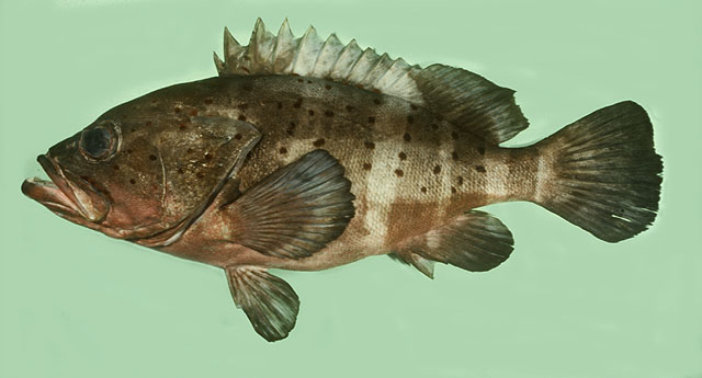 ปลาเก๋าบั้ง
Epinephelus amblycephalus   (Bleeker, 1857)  
Banded grouper  
ขนาด50cm
พบตามแนวขอบไ