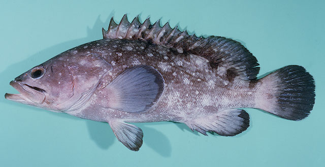 ปลาเก๋าจุดขาว
Epinephelus coeruleopunctatus   (Bloch, 1790)  
Whitespotted grouper  
ขนาด60cm
พบ