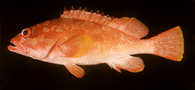 ปลาเก๋าหน้าแดง
Epinephelus fasciatus   (Forsskål, 1775)  
Blacktip grouper  
ขนาด40cm
พบตา