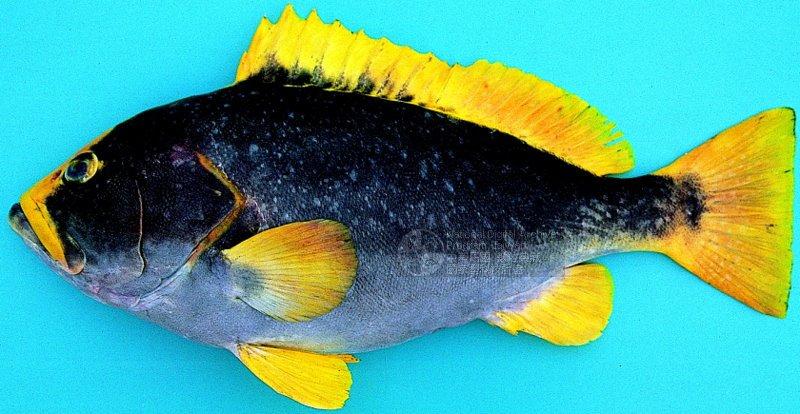 ปลาเก๋าม่วง
Epinephelus flavocaeruleus   (Lacepède, 1802)  
Blue-and-yellow grouper  
ขนาด
