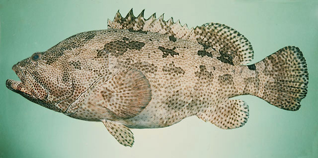ปลาเก๋าลายหินอ่อน
Epinephelus fuscoguttatus   (Forsskål, 1775)  
Brown-marbled grouper  
ขน