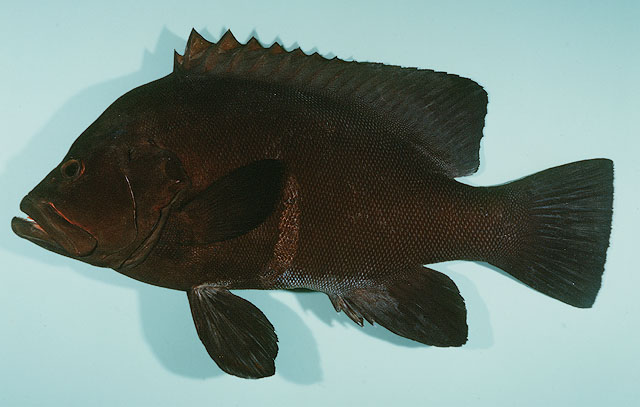 ปลากะรังเลือดนก
Aethaloperca rogaa   (Forsskål, 1775)  
Redmouth grouper  
ขนาด 50cm
พบได้