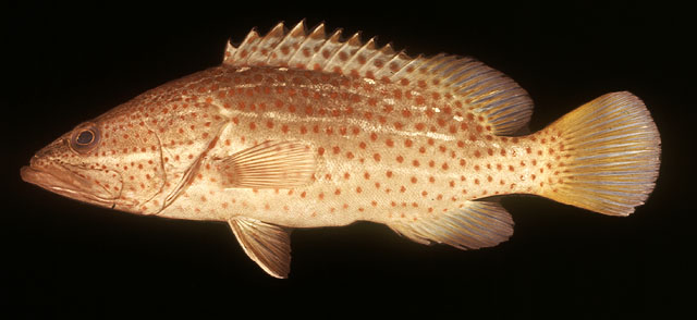 ปลากะรังหน้ายาว
Anyperodon leucogrammicus   (Valenciennes, 1828)  
Slender grouper  
ขนาด60cm
พบ