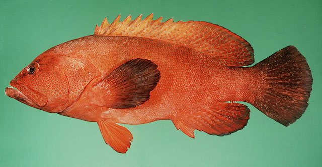 ปลากะรังหางไหม้
Cephalopholis urodeta   (Forster, 1801)  
Darkfin hind  
ขนาด25cm
พบตามแนวหักชัน