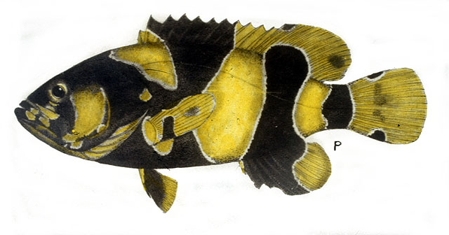 ปลาหมอทะเล
Epinephelus lanceolatus   (Bloch, 1790)  
Giant grouper  
ขนาด230cm น้ำหนักมากถึง300 ก