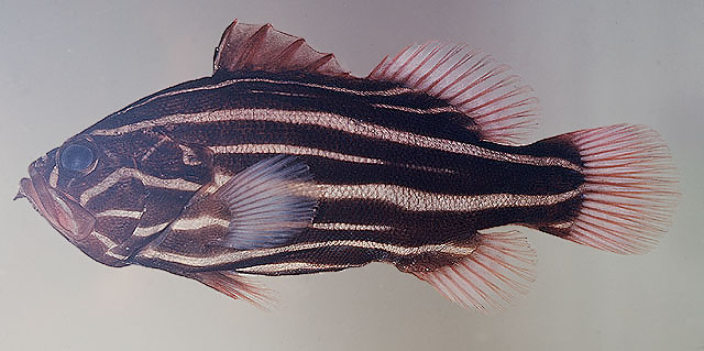 ปลากะรังเมือกหกเส้น
Grammistes sexlineatus   (Thunberg, 1792)  
Goldenstriped soapfish  
ขนาด30cm