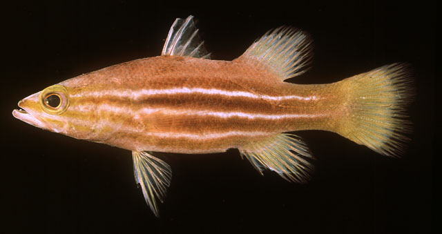 Liopropoma africanum   (Smith, 1954)  
African basslet  
ขนาด8cm
พบตามแนวราบของปะการัง พบมากบริเว