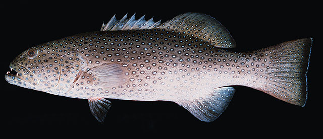 ปลากุดสลาดจุดฟ้า
Plectropomus areolatus   (Rüppell, 1830)  
Squaretail coralgrouper  
ขนาด76