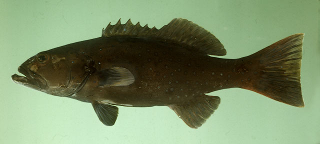 ปลากุดสลาดดำ
Plectropomus laevis   (Lacepède, 1801)  
Blacksaddled coralgrouper  
ขนาด 100