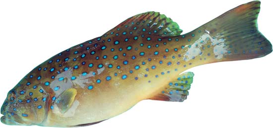 ปลากุดสลาดเหลืองจุดฟ้า
Plectropomus maculatus   (Bloch, 1790)  
Spotted coralgrouper  
ขนาด90cm
