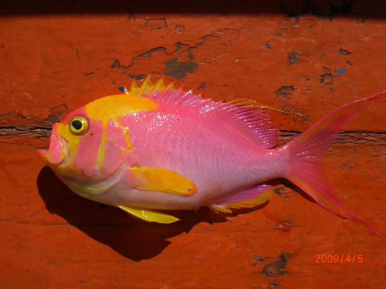 Meganthias filiferus   Randall & Heemstra, 2008  
Filamentous anthiine 
ขนาด29.3cm
พบตามแนวลาดของ