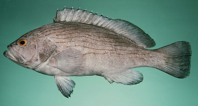 เก๋าลาย เก๋ามัน
Epinephelus undulosus   (Quoy & Gaimard, 1824)  
Wavy-lined grouper  

ขนาด75cm
