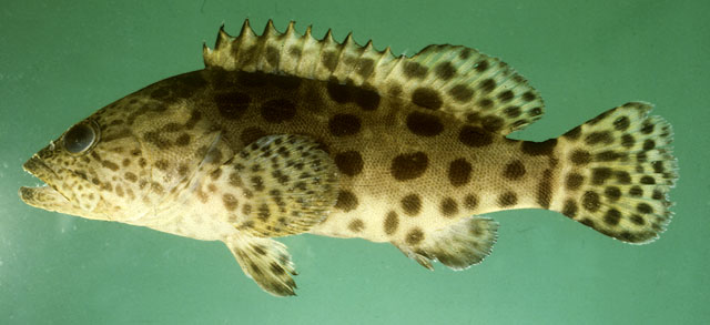 ปลาเก๋าดอกหมาก
Epinephelus tukula   Morgans, 1959  
Potato grouper  
ขนาด200cm
นำหนัก 120 กิโลกร