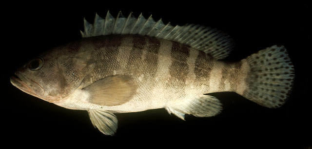 ปลาเก๋าหกบั้ง
Epinephelus sexfasciatus   (Valenciennes, 1828)  
Sixbar grouper  
ขนาด40cm
พบตามแ
