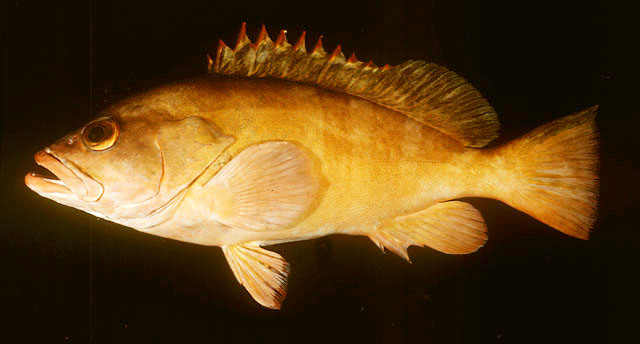 ปลาเก๋าแดงน้ำลึก
Epinephelus retouti   Bleeker, 1868  
Red-tipped grouper  
ขนาด50cm
พบตามหักชัน