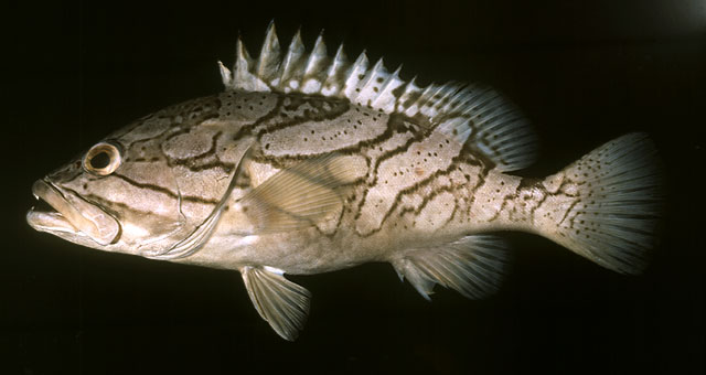 Epinephelus radiatus   (Day, 1868)  
Oblique-banded grouper 
ขนาด70cmพบตามแนวหักชันแนวขอบ จนถึงพื้