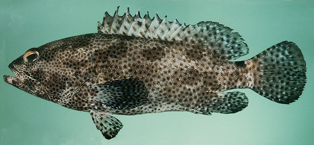 ปลาเก๋าสีเขม่า
Epinephelus polyphekadion   (Bleeker, 1849)  
Camouflage grouper 
ขนาด 80cm
พบตาม