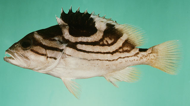 Epinephelus poecilonotus   (Temminck & Schlegel, 1842)  
Dot-dash grouper  
ขนาด 70cm
พบตามแนวขอบ