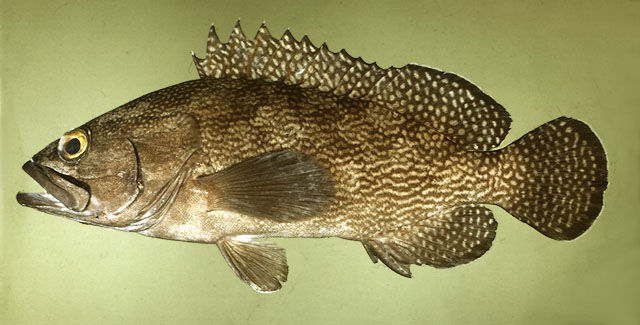 ปลาเก๋าจุดขาว
Epinephelus ongus   (Bloch, 1790)  
White-streaked grouper  
ขนาด 40cm
พบตามแนวชาย