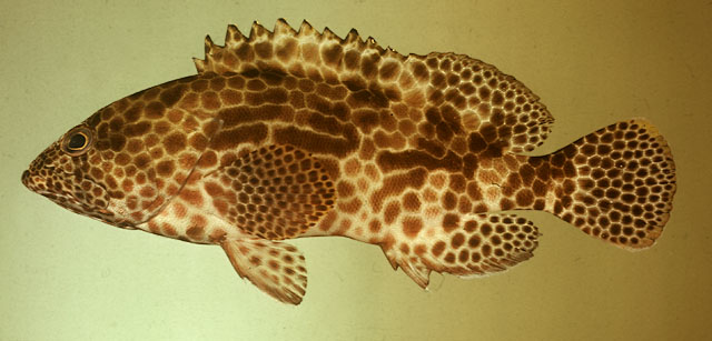 ปลาเก๋าลายรังผึ้ง
Epinephelus merra   Bloch, 1793  
Honeycomb grouper  
ขนาด 30cm
พบตามแนวปะการั