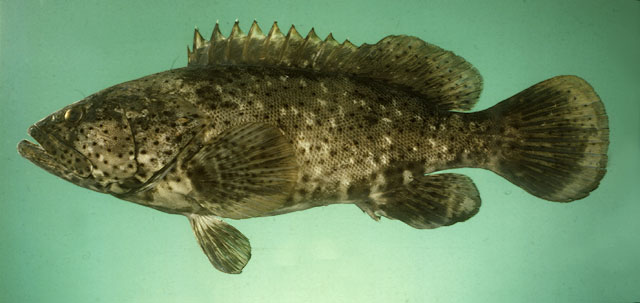 ปลาเก๋าดอกดำ
Epinephelus malabaricus   (Bloch & Schneider, 1801)  
Malabar grouper 
ขนาด 190 cm
