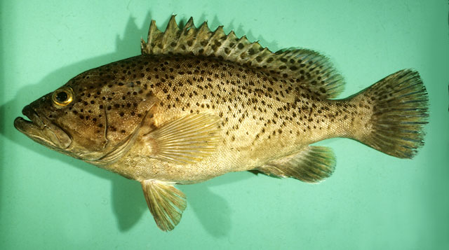 Epinephelus magniscuttis   Postel, Fourmanoir & Guézé, 1963  
Speckled grouper  
ขนา
