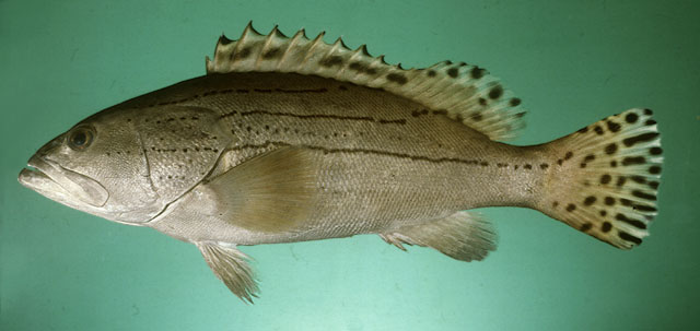 ปลาเก๋าเหลืองสามแถบ
Epinephelus latifasciatus   (Temminck & Schlegel, 1842)  
Striped grouper 
ขน