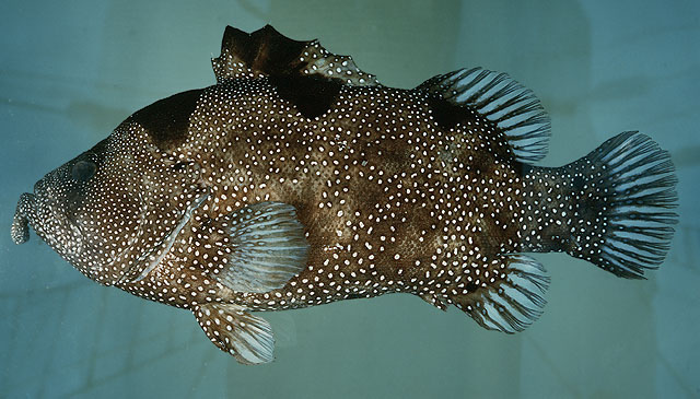 Pogonoperca punctata   (Valenciennes, 1830)
ขนาด35cm
พบตามปะการังและกองหินใต้น้ำที่มีความสมบูรณ์ ม