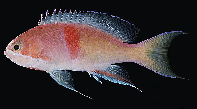ปลากะรังิ๋วขีดแดง
Pseudanthias rubrizonatus   (Randall, 1983)  
Red-belted anthias 
ขนาด12cm
พบอ