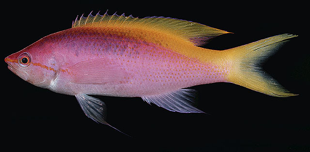 ปลากะรังจิ๋วหลังเหลือง
Pseudanthias evansi   (Smith, 1954)  
Yellowback anthias  
ขนาด 10cm
พบอย
