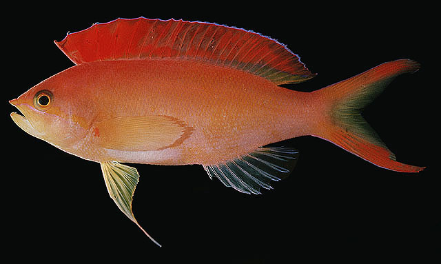 ปลากะรังจิ๋วครีบแดง
Pseudanthias ignitus   (Randall & Lubbock, 1981)  
Flame anthias  
ขนาด9cm
พ