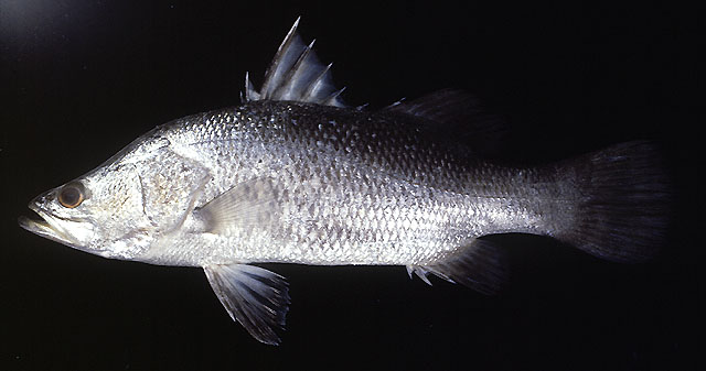 ปลากะพงขาว
Lates calcarifer   (Bloch, 1790)  
Barramundi  
ขนาด 25-190cm
ปลาวัยอ่อนพบตามปากแม่น้