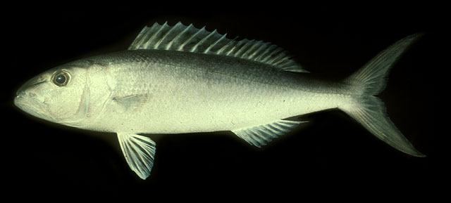 ปลากะพงเขียว
Aprion virescens   Valenciennes, 1830  
Green jobfish  
ขนาด 120cm
พบตามแนวหักชันขอ