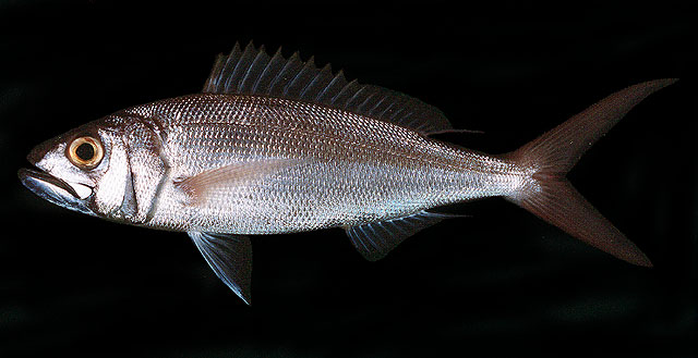 ปลาสีเงินปากกว้าง
Aphareus rutilans   Cuvier, 1830  
Rusty jobfish  
ขนาด 110cm
พบตามแนวลาดชันขอ